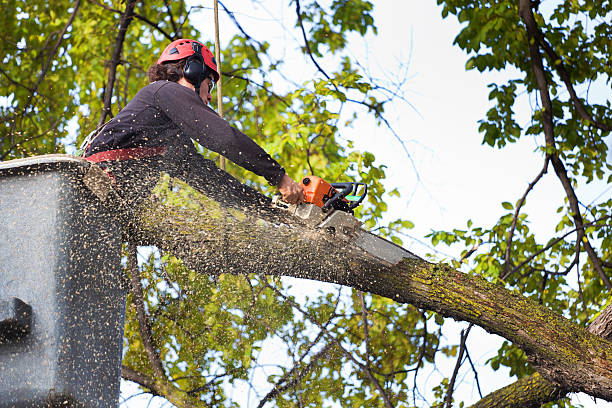 How Our Tree Care Process Works  in  Bellevue, IL